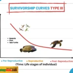 Type III Survivorship curve III
