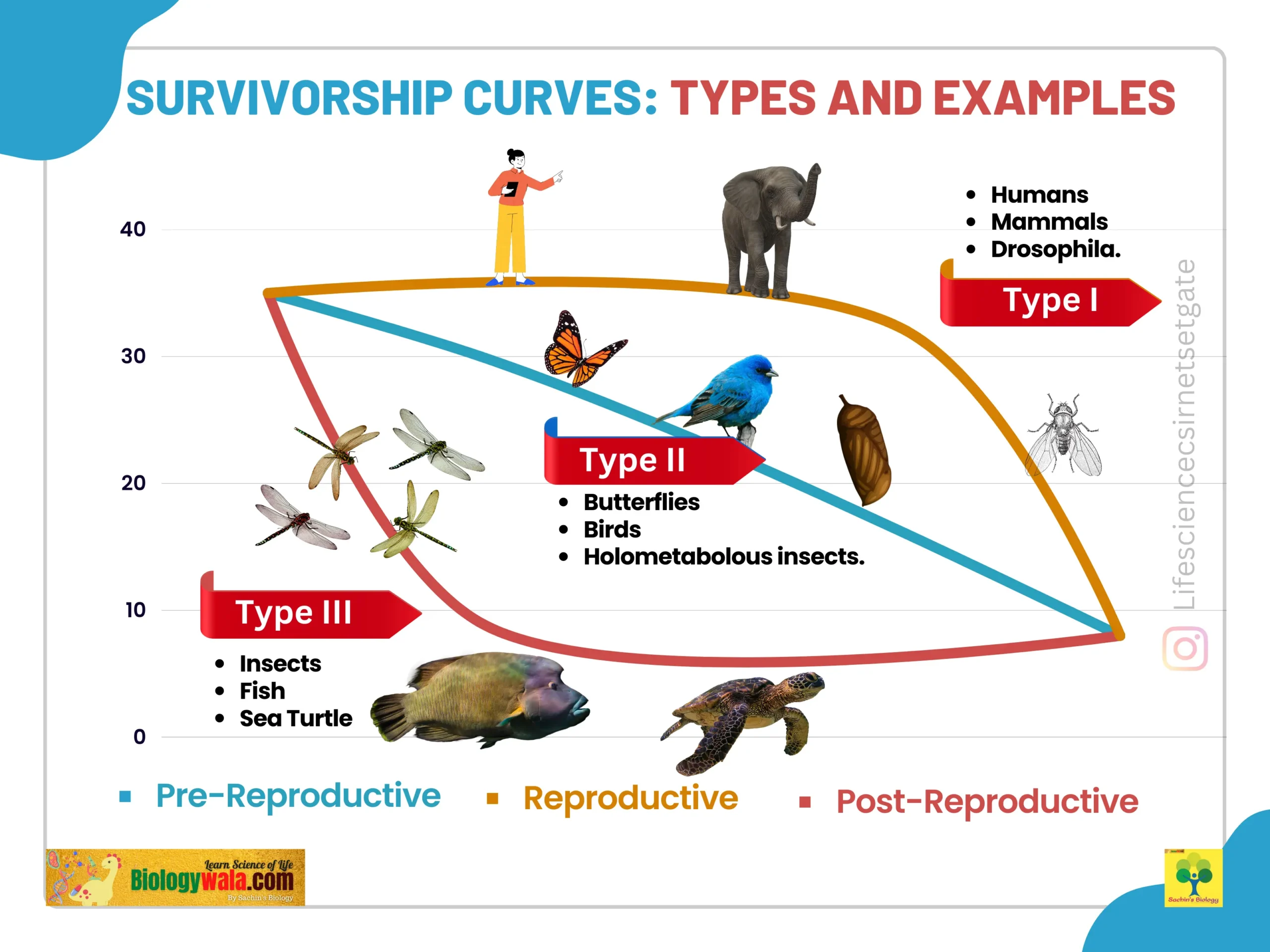 Survivorship curves types and examples
