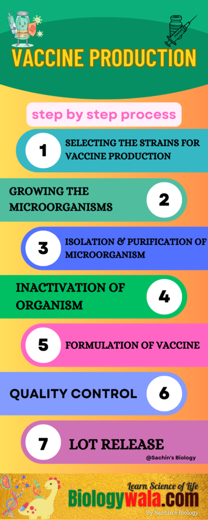 STEPS IN VACCINE PRODUCTION | How are vaccines made step by step