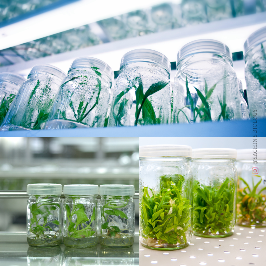 Tissue culture: Plant and animal tissue culture methods, Biology PDF Notes