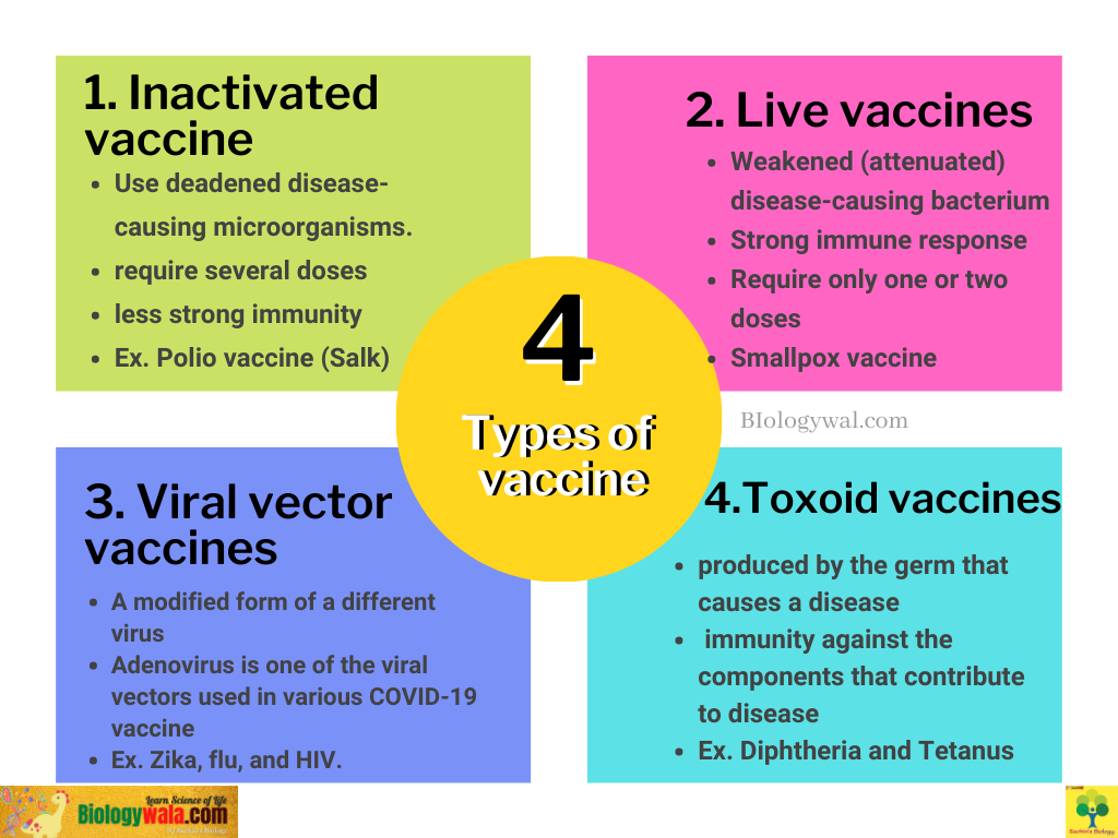 Vaccines: Definition, Step by step process and Types of vaccine