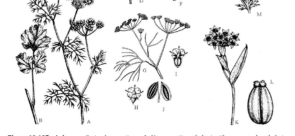 Classification of Apiaceae according to Bentham and Hooker, Economic importance of Apiaceae