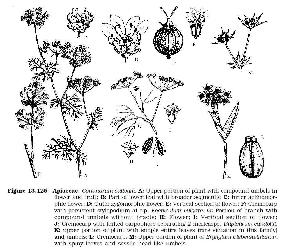 Classification of Apiaceae according to Bentham and Hooker, Economic importance of Apiaceae