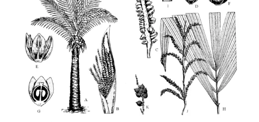 Aracaceae: Diagnostic Characters, phylogeny, Economical importance, classification