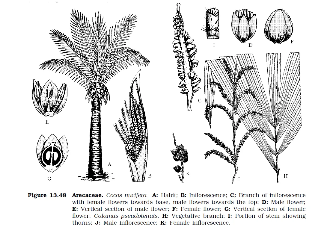 Aracaceae: Diagnostic Characters, phylogeny, Economical importance, classification