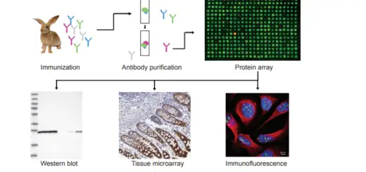 [PDF] Antibody Generation: Unveiling the Key to Immune Response