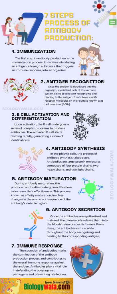 [PDF] Antibody Production Notes: 7 Comprehensive Steps of Immune Response