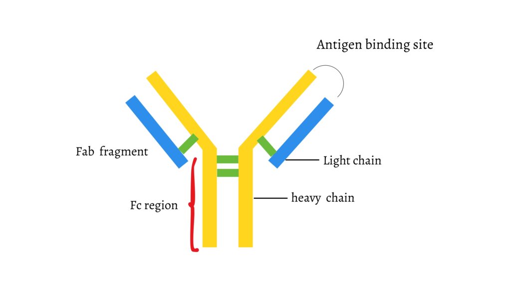Antibody Production