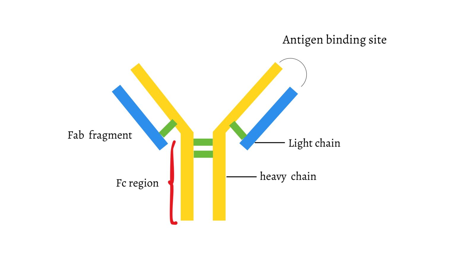 [PDF] Understanding Antibody Production: A Comprehensive Guide ...