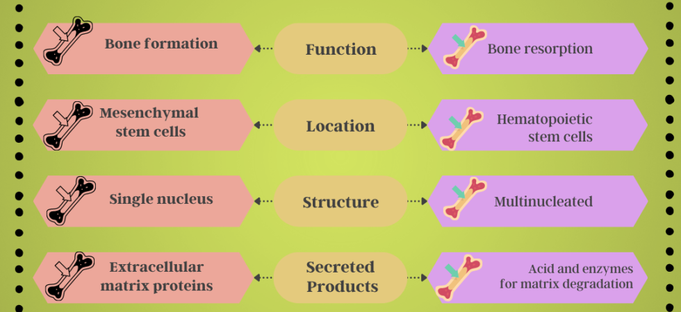 Osteoblasts vs Osteoclasts: 7 Key Differences