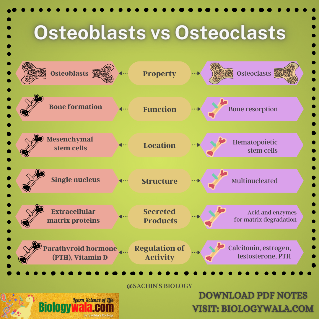 Osteoblasts vs Osteoclasts: 7 Key Differences