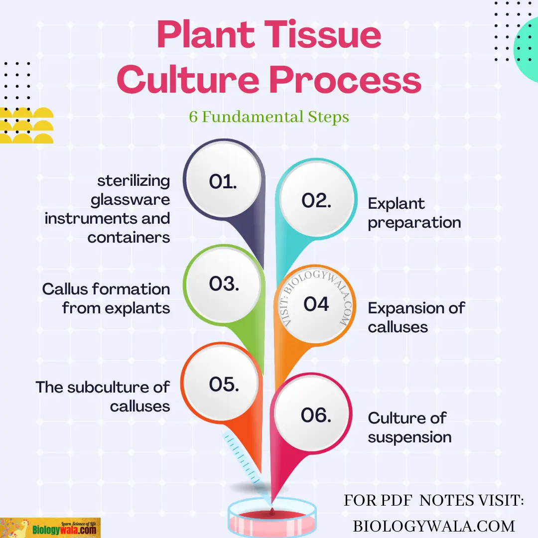 [PDF] Plant Tissue Culture: Definition, Method, examples, advantages| Biology PDF Notes