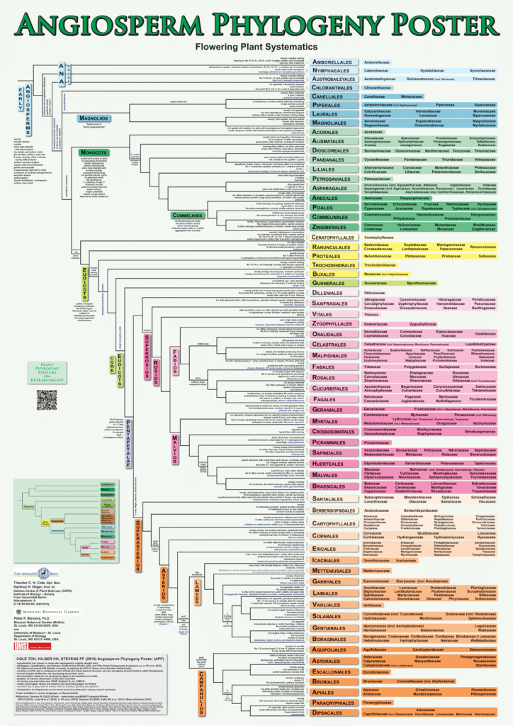 Angiosperm Phylogeny Group (APG): Recent Trends in the Classification of Angiosperm Taxonomy