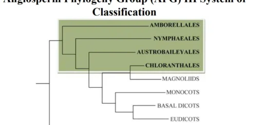[PDF] Recent Trends in the Classification of Angiosperm Taxonomy: APG