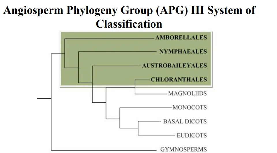 [PDF] Recent Trends in the Classification of Angiosperm Taxonomy: APG