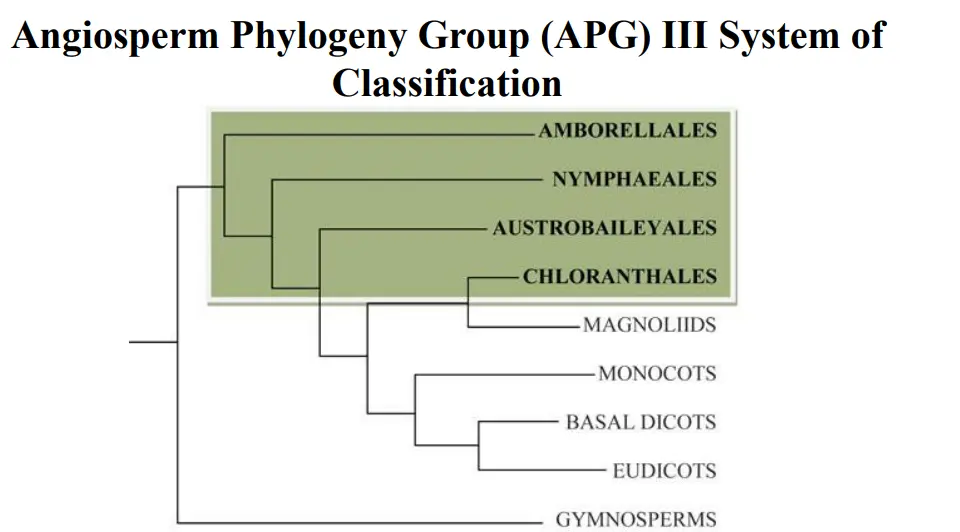 Recent Trends In The Classification Of Angiosperm Taxonomy, 55% OFF