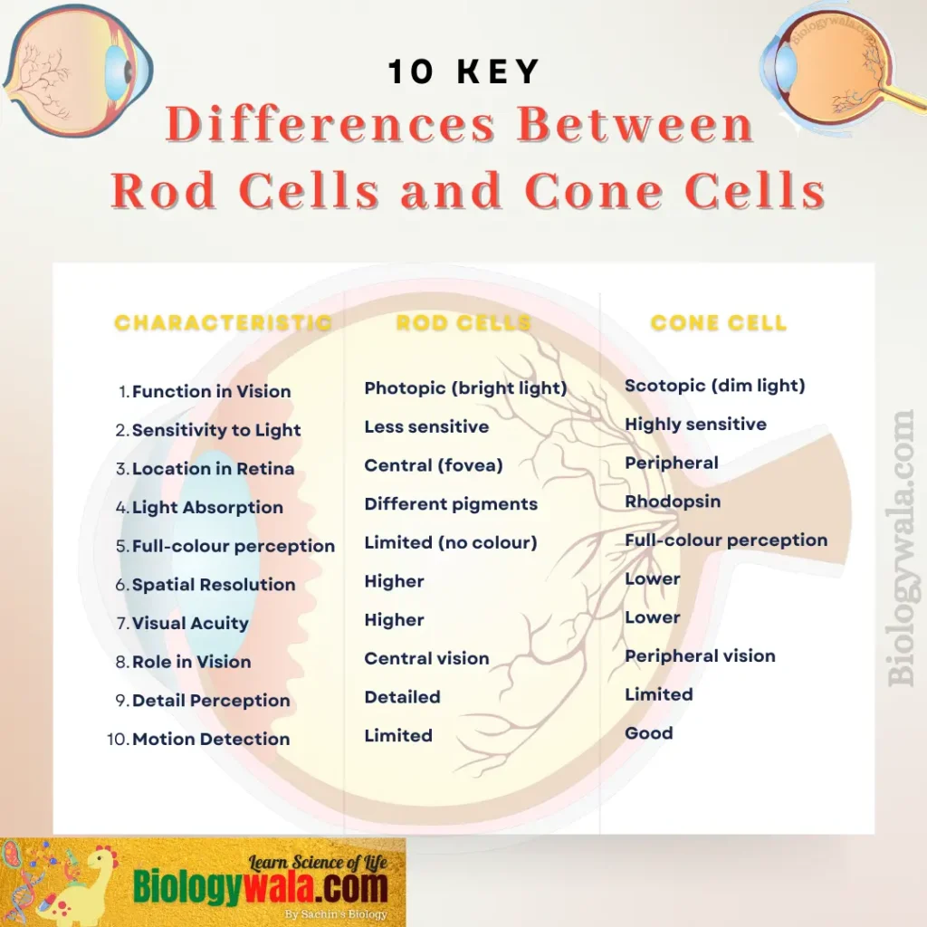 [PDF] Rod Cells and cone cells Differences