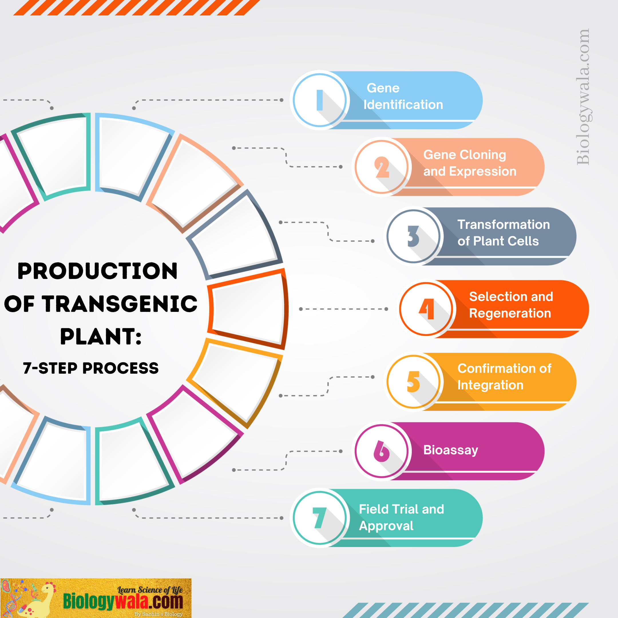 Production of transgenic plant