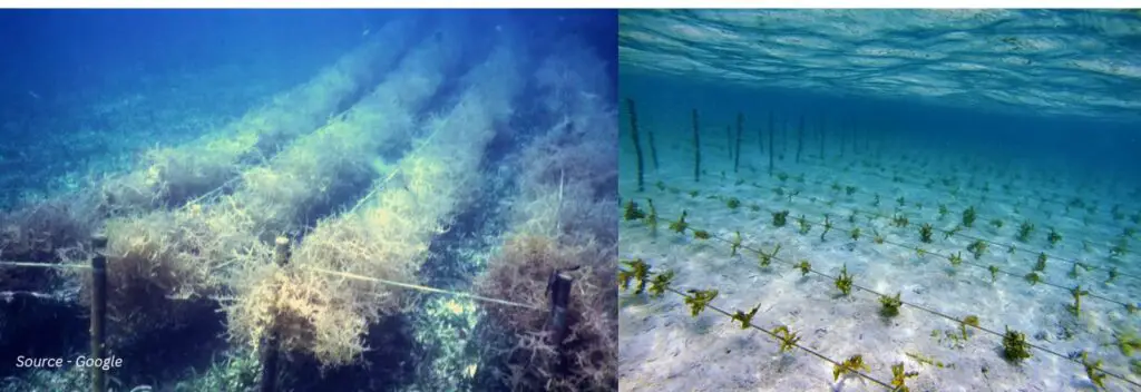 algal culture seaweed mariculture