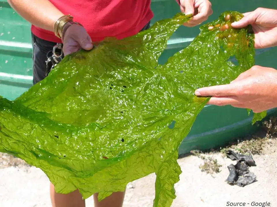 algal culture  seaweed mariculture
