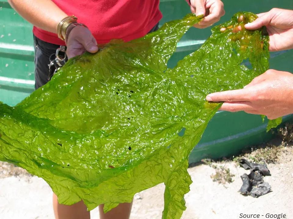 algal culture  seaweed mariculture
