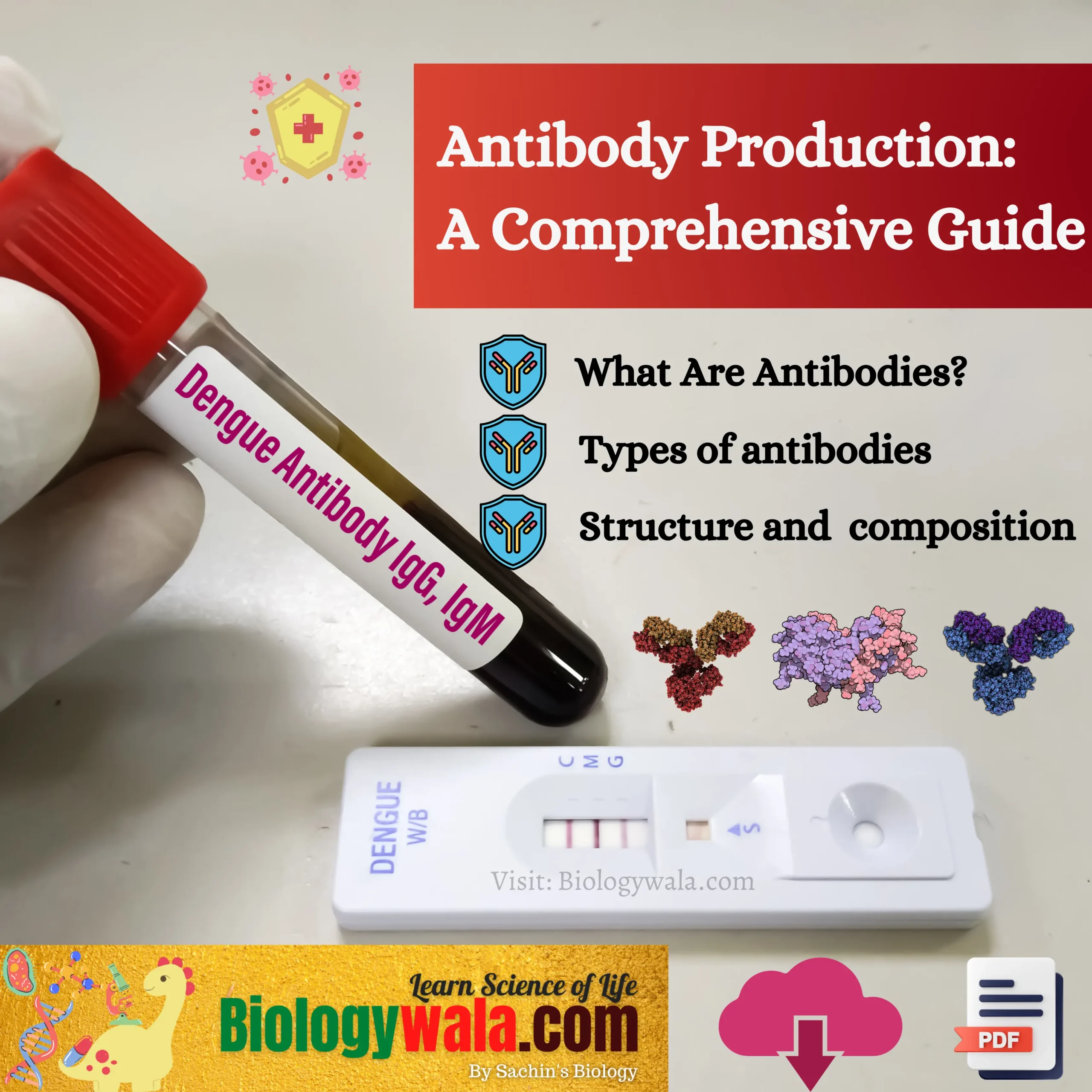 Understanding Antibody Production: A Comprehensive Guide