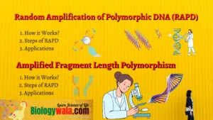 Random Amplification of Polymorphic DNA (RAPD)