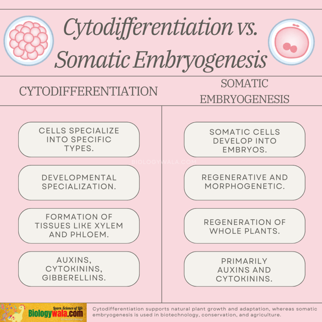 Cytodifferentiation vs. Somatic Embryogenesis