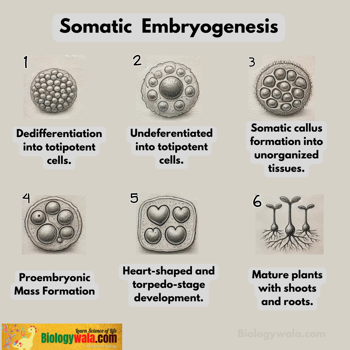 Cytodifferentiation and Somatic Embryogenesis: Definition, Stages, Example