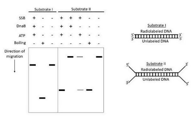 CSIR NET Life Science Dec 2024 Answer Key (Parts C) – Complete Explanations! Part 2 2 Biologywala.com By: Sachin's Biology