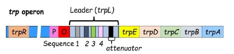 CSIR NET Life Science Dec 2024 Answer Key (Parts C) – Complete Explanations! Part 2 4 Biologywala.com By: Sachin's Biology