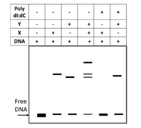 CSIR NET Life Science Dec 2024 Answer Key (Parts C) – Complete Explanations! Part 4 2 Biologywala.com By: Sachin's Biology