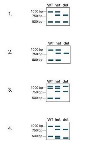 CSIR NET Life Science Dec 2024 Answer Key (Parts C) – Complete Explanations! Part 4 4 Biologywala.com By: Sachin's Biology
