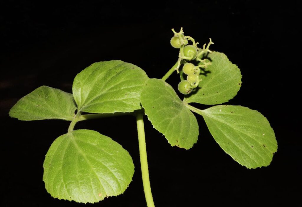 India Honors PM Modi and Narmada with a Brand-New Plant Discovery!" 3 Habit of Cyphostemma namonarmadense