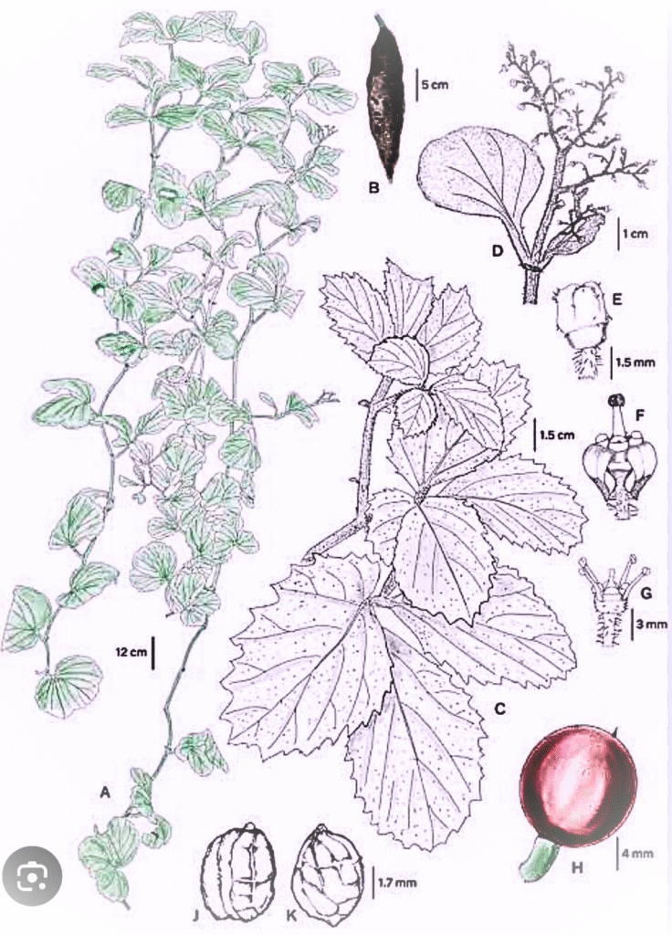 India Honors PM Modi and Narmada with a Brand-New Plant Discovery!" 4 Illustration of Cyphostemma namonarmadense 2