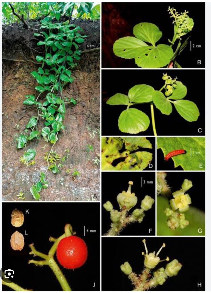 India Honors PM Modi and Narmada with a Brand-New Plant Discovery!" 2 pm modi A Unique Botanical Discovery: Cyphostemma namonarmadense from Gujarat