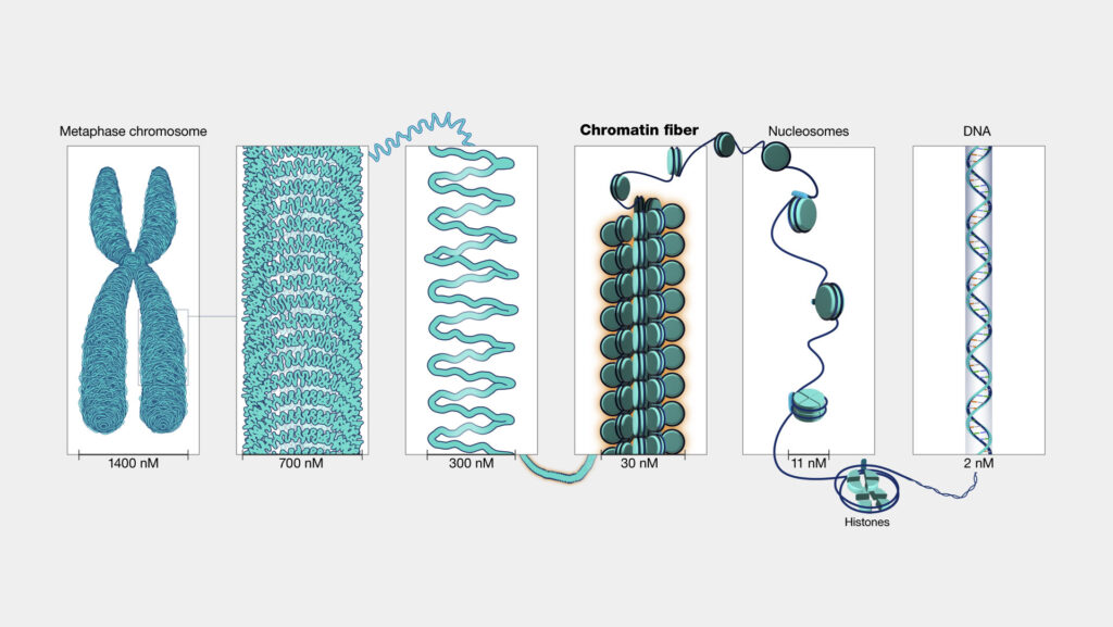 Chromosome: level of DNA packaging 2 DNA packaging