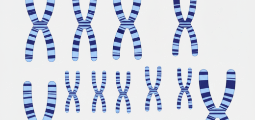 Chromosome Banding Patterns 4 Chromosome Banding Patterns